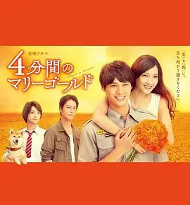 《四分钟的金盏菊》：死亡预告下的极致爱恋与生命光辉